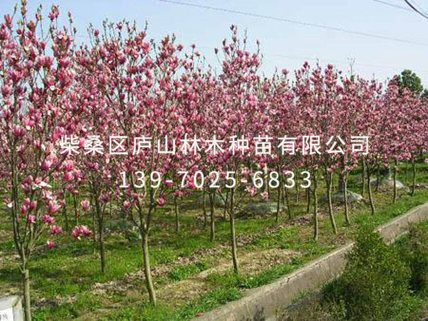 紫玉兰