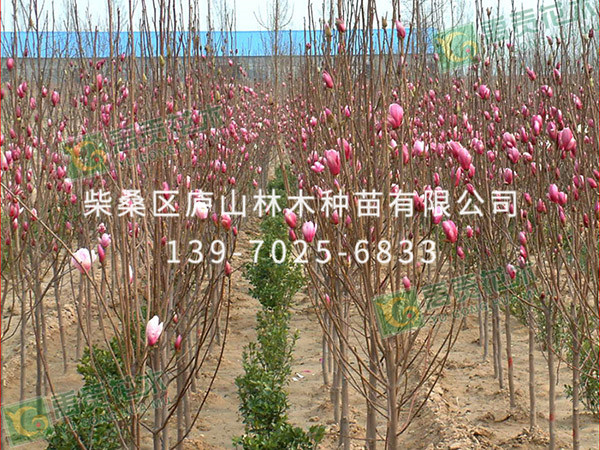 紫玉兰