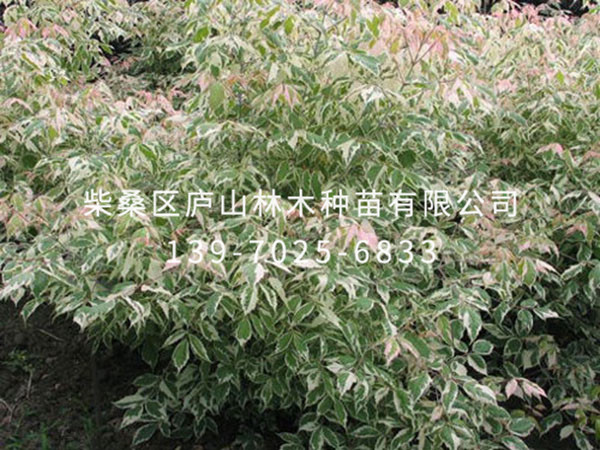 羽叶槭