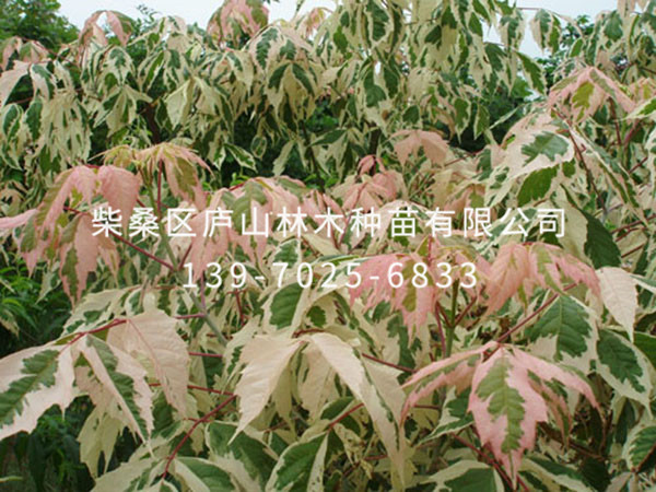 羽叶槭