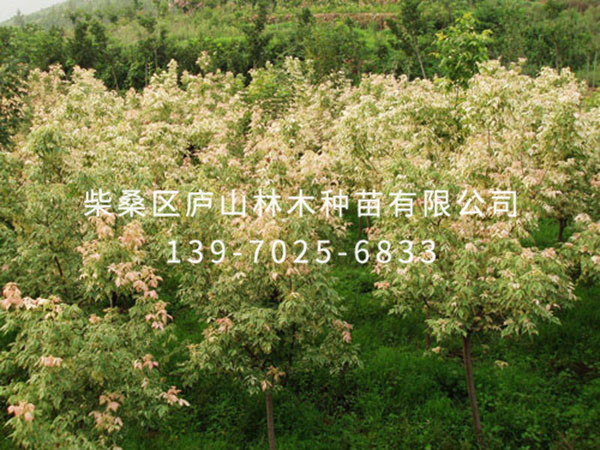 羽叶槭