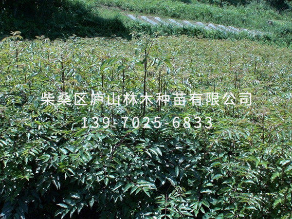 银鹊