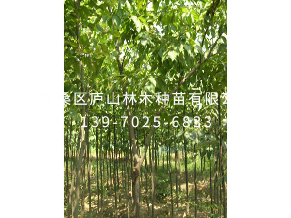 银鹊