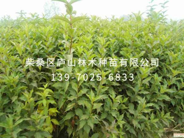 银鹊