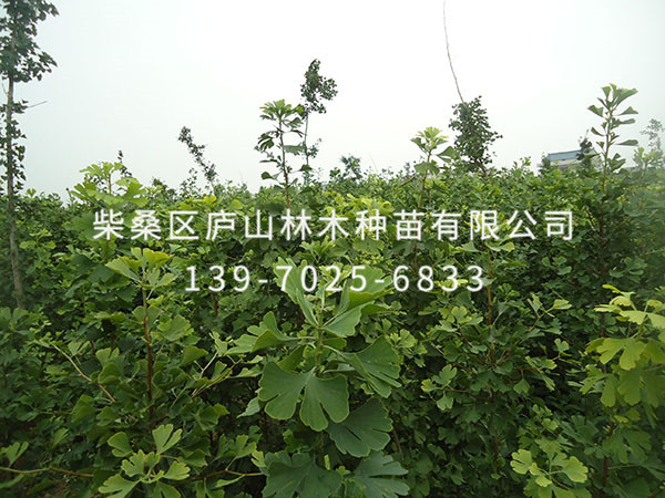 杨树