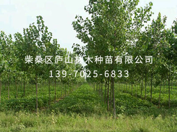 杨树