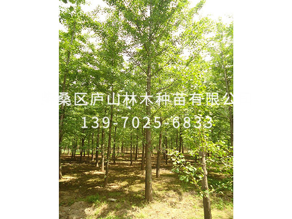 杨树