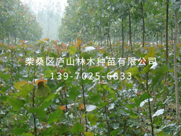 杨树