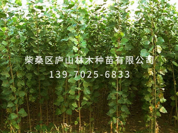 杨树