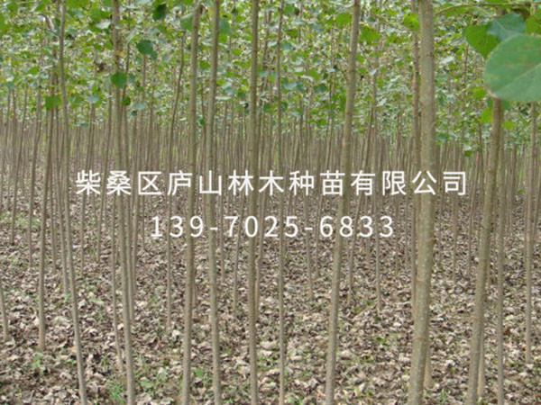 杨树