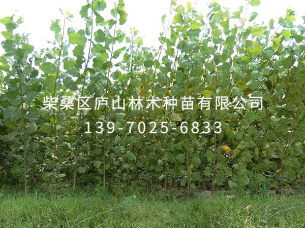 杨树