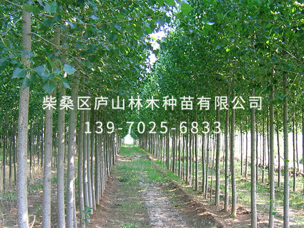 杨树