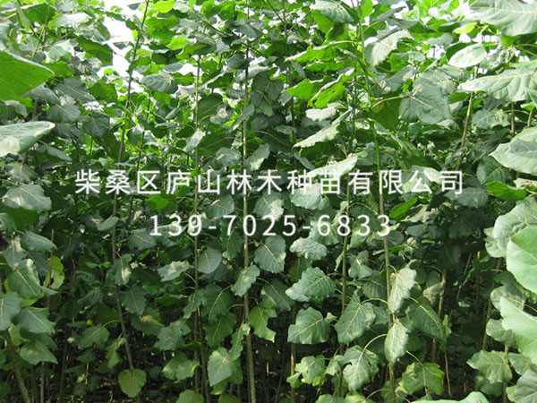 杨树