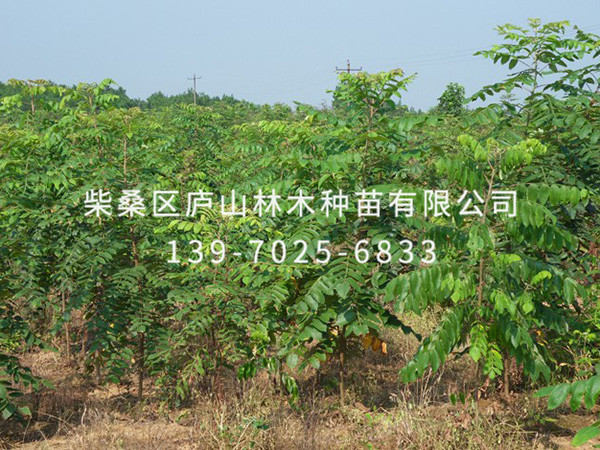 盐肤木
