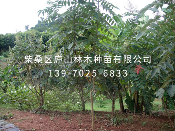 盐肤木