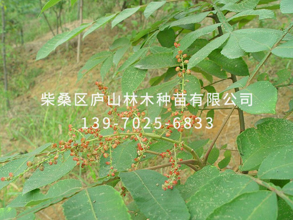 盐肤木