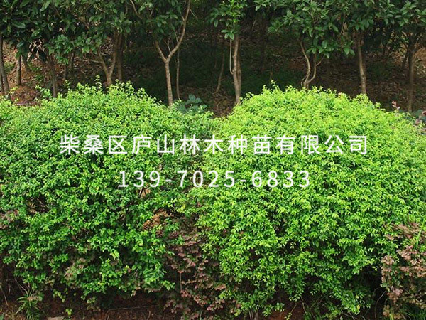 小叶女贞