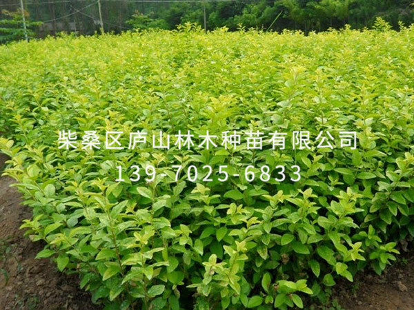 小叶女贞