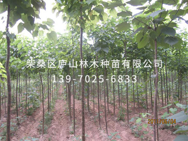 楸树