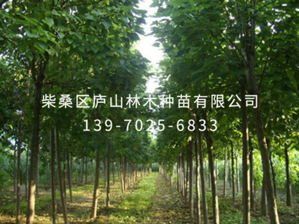 楸树