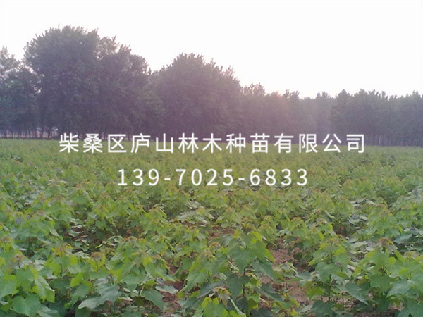 楸树