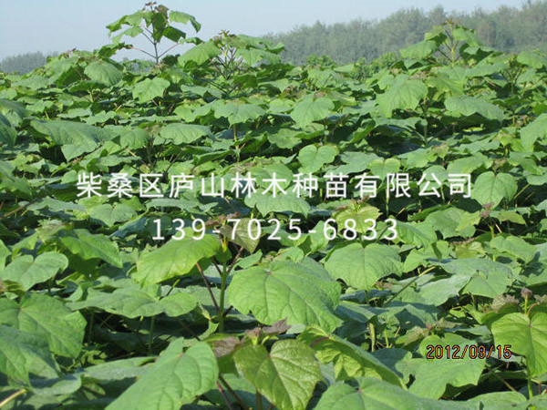 楸树