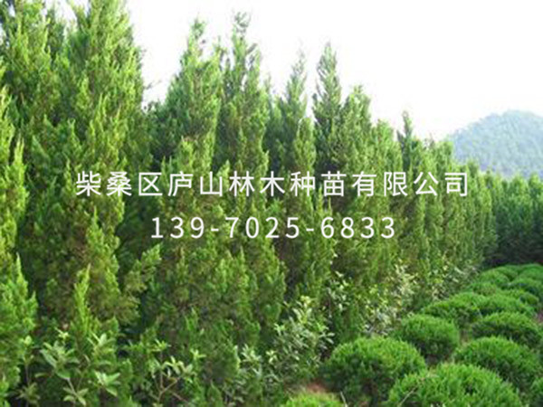 龙柏树