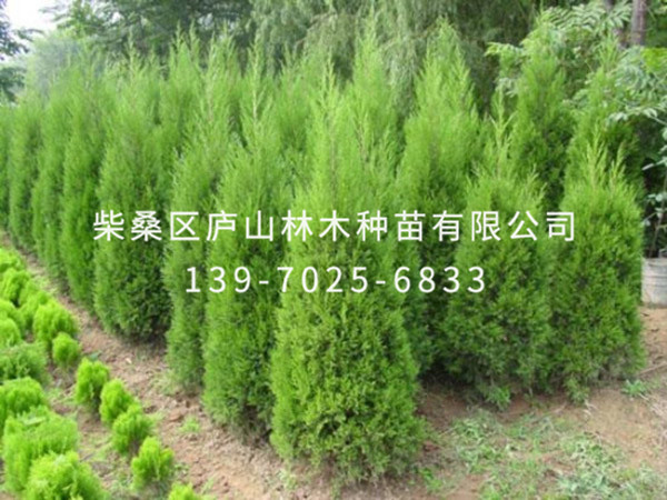 龙柏树
