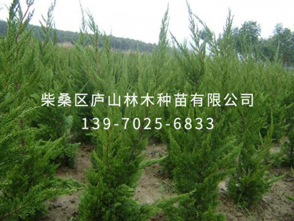 龙柏树