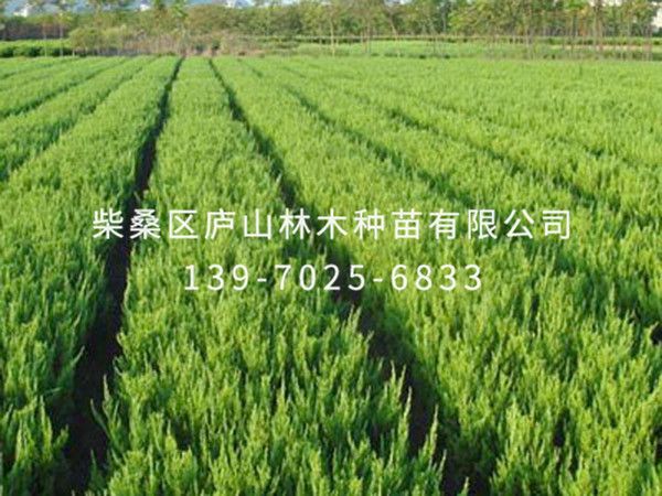 龙柏树