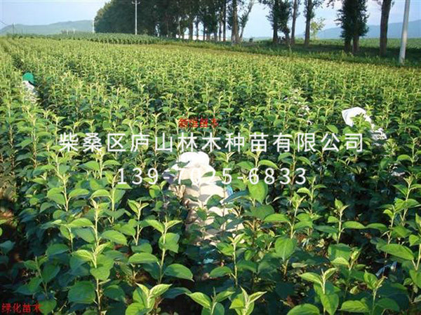 兰果