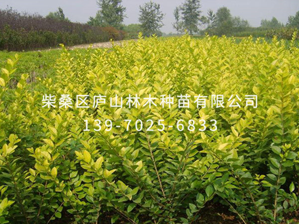 金叶女贞