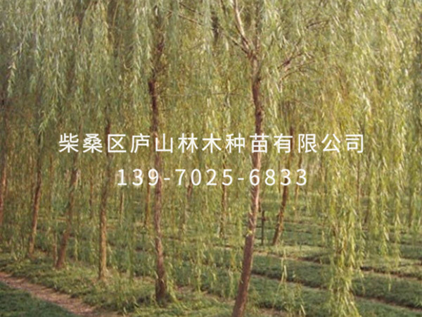 金丝垂柳
