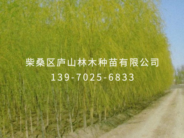 金丝垂柳