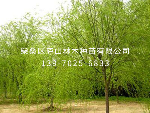 金丝垂柳