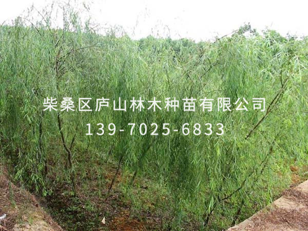 金丝垂柳