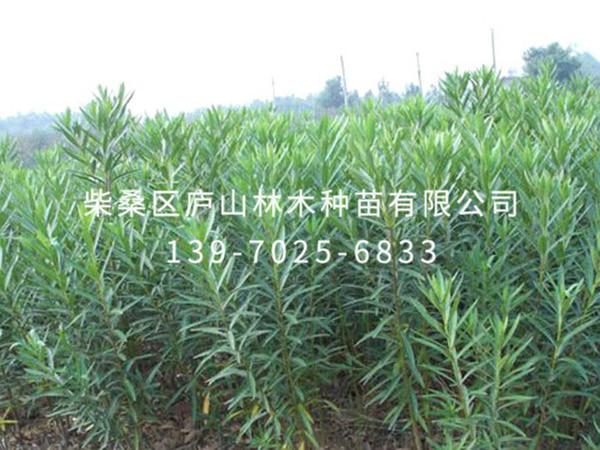 夹竹桃
