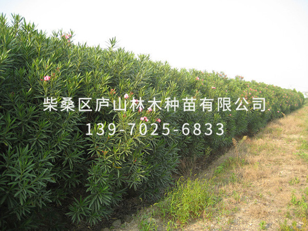 夹竹桃