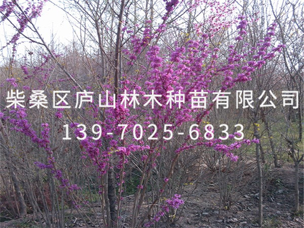 红叶紫荆