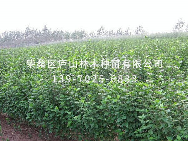 红叶紫荆