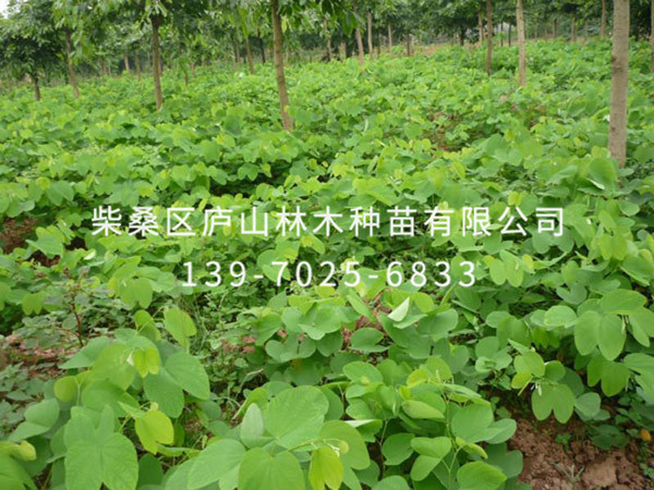 红叶紫荆