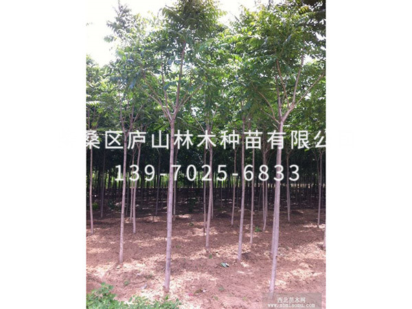 红叶椿