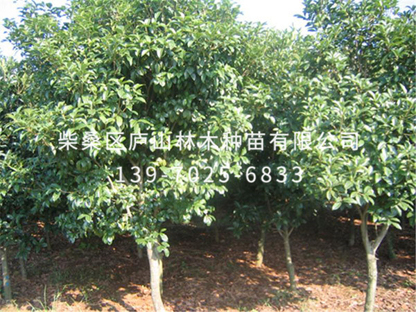 红花月桂