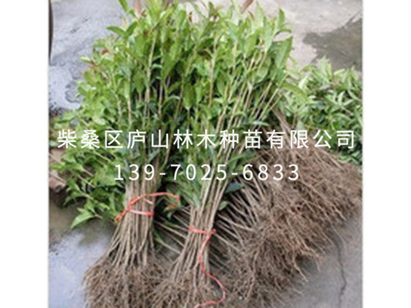 红花月桂