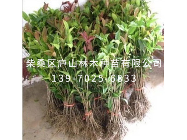 红花月桂