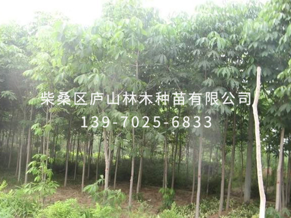 红花七叶树