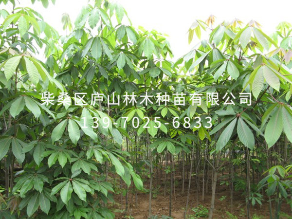 红花七叶树