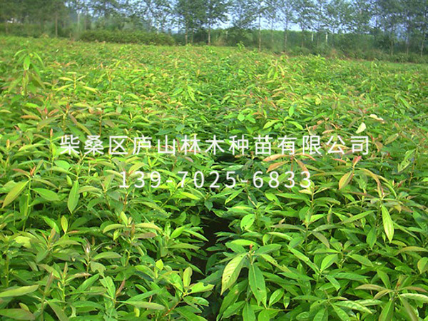 红花七叶树