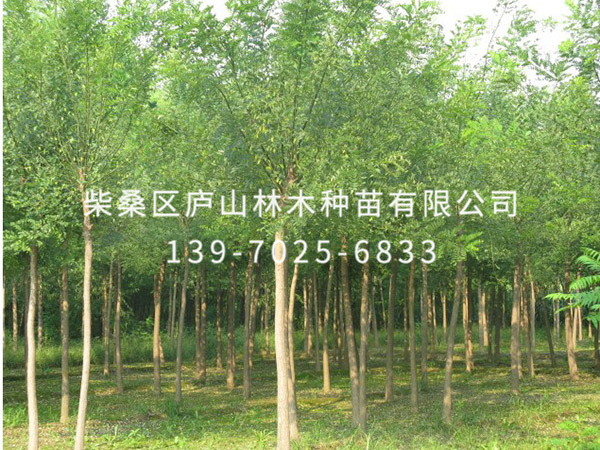 国槐树