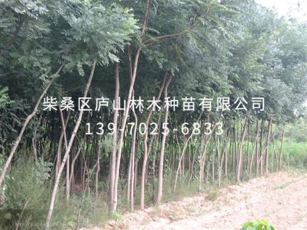国槐树